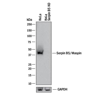 Western Blot Shows Human Serpin B5/Maspin Antibody Specificity by Using Knockout Cell Line.