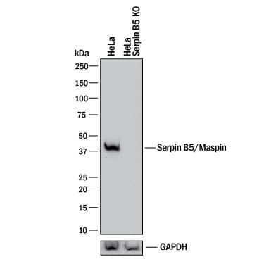 Western Blot Shows Human Serpin B5/Maspin Antibody Specificity by Using Knockout Cell Line.