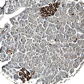 Serpin B8/Proteinase Inhibitor 8 antibody in Human Pancreas by Immunohistochemistry (IHC-P).