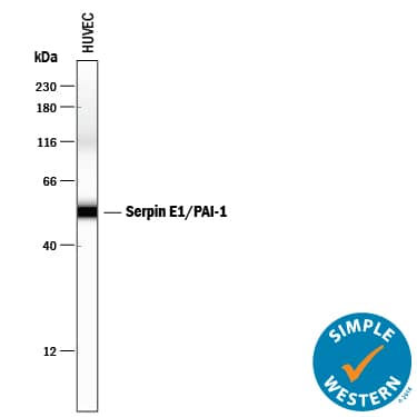 Detection of Human Serpin E1/PAI-1 antibody by Simple WesternTM.