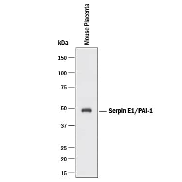 Detection of Mouse Serpin E1/PAI-1 antibody by Western Blot.