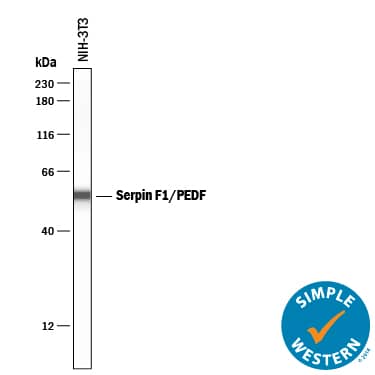 Detection of Mouse Serpin F1/PEDF antibody by Simple WesternTM.