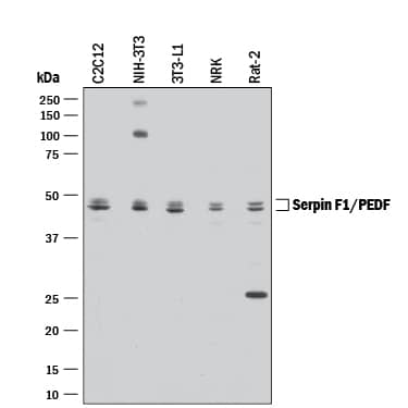 Detection of Mouse and Rat Serpin F1/PEDF antibody by Western Blot.