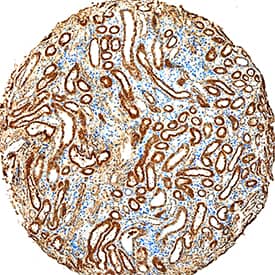 Serpin F1/PEDF antibody in Human Kidney by Immunohistochemistry (IHC-P).