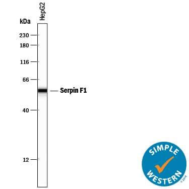 Detection of Human Serpin F1/PEDF antibody by Simple WesternTM.
