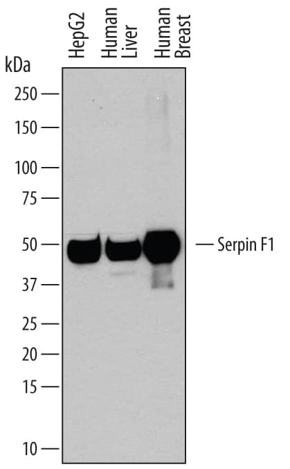 Detection of Human Serpin F1/PEDF antibody by Western Blot.