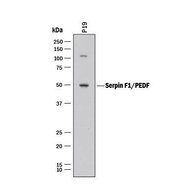 Detection of Mouse Serpin F1/PEDF antibody by Western Blot.
