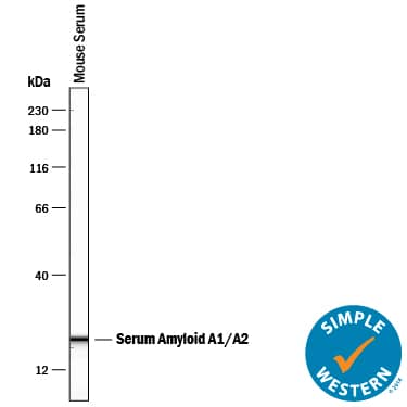 Detection of Mouse Serum Amyloid A1/A2 antibody by Simple WesternTM.