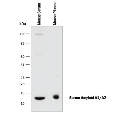 Detection of Mouse Serum Amyloid A1/A2 antibody by Western Blot.