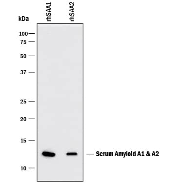 Detection of Recombinant Human Serum Amyloid A1/A2 antibody by Western Blot.