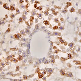 Serum Amyloid A4 antibody in Mouse Brain (Cerebellum) by Immunohistochemistry (IHC-Fr).