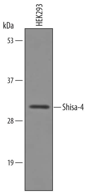 Detection of Human Shisa-4 antibody by Western Blot.