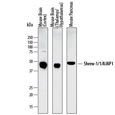 Detection of Mouse Shrew-1/AJAP1 antibody by Western Blot.