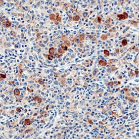 Siglec-11 antibody in Human Lymph Node by Immunohistochemistry (IHC-P).