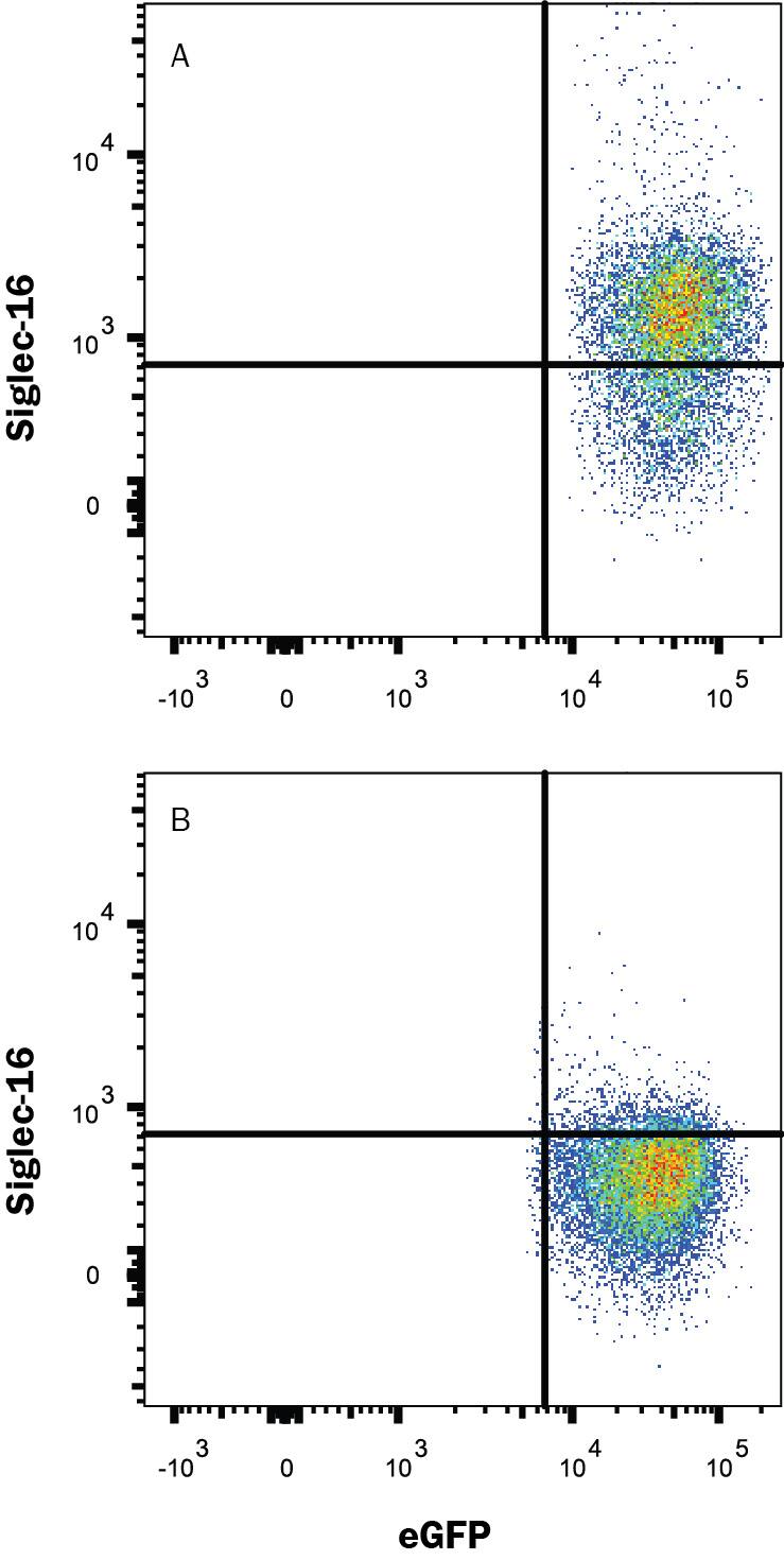 Detection of Siglec-16 antibody in HEK293 Human Cell Line Transfected with Human Siglec-16 and eGFP antibody by Flow Cytometry