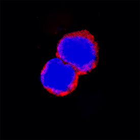 Siglec-2/CD22 antibody in Mouse Splenocytes by Immunocytochemistry (ICC).