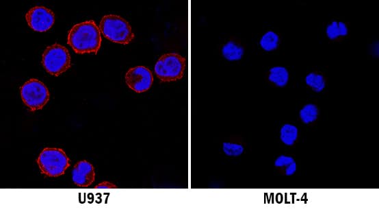 Siglec-3/CD33 antibody in U937 and MOLT-4 Human Cell Lines by Immunocytochemistry (ICC).
