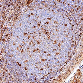 Siglec-3/CD33 antibody in Human Tonsil by Immunohistochemistry (IHC-P).