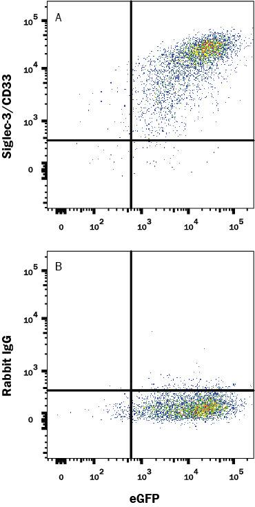 Detection of Siglec-3/CD33 antibody in HEK293 Human Cell Line Transfected with Human Siglec-3/CD33 and eGFP antibody by Flow Cytometry.