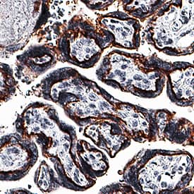 Siglec-6/CD327 antibody in Human Placenta by Immunohistochemistry (IHC-P).