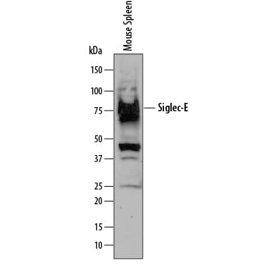 Detection of Mouse Siglec-E antibody by Western Blot.