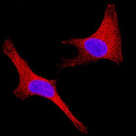 Sigma-1 R antibody in HeLa Human Cell Line by Immunocytochemistry (ICC).