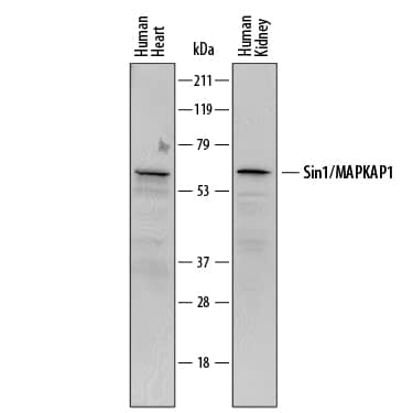 Detection of Human Sin1/MAPKAP1 antibody by Western Blot.