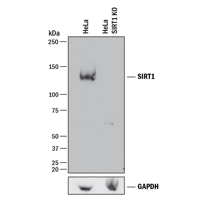 Western Blot Shows Human Sirtuin 1/SIRT1 Antibody Specificity by Using Knockout Cell Line.