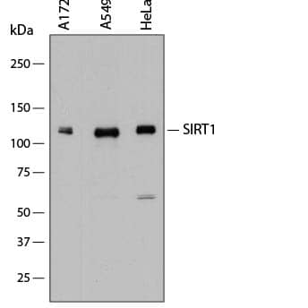 Detection of Human Sirtuin 1/SIRT1 antibody by Western Blot.