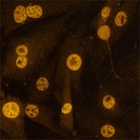 Sirtuin 1/SIRT1 antibody in HepG2 Human Cell Line by Immunocytochemistry (ICC).