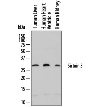 Detection of Human Sirtuin 3/SIRT3 antibody by Western Blot.