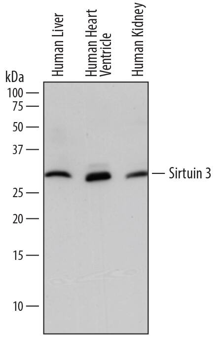 Detection of Human Sirtuin 3/SIRT3 antibody by Western Blot.