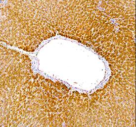 Sirtuin 5/SIRT5 antibody in Human Liver by Immunohistochemistry (IHC-P).