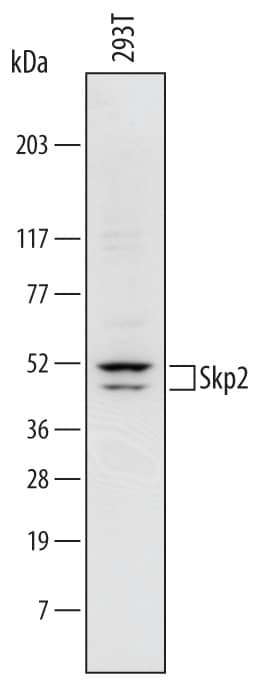 Detection of Human Skp2 antibody by Western Blot.