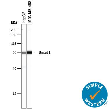 Detection of Human Smad1 antibody by Simple WesternTM.