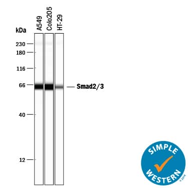 Detection of Human Smad2/3 antibody by Simple WesternTM.