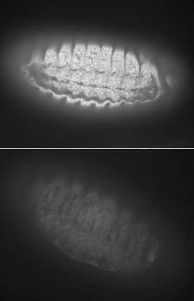 Smad2 in<EM>Drosophila</EM>Larvae. Smad2 inDrosophilaLarvae.