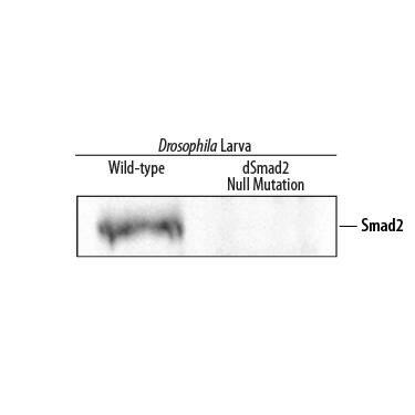 Detection of<EM>Drosophila</EM>Smad2 by Western Blot. Detection ofDrosophilaSmad2 antibody by Western Blot.