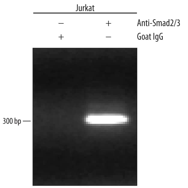 Detection of Smad2/3-regulated Genes antibody by Chromatin Immunoprecipitation.