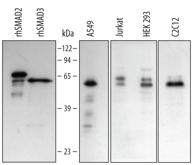 Detection of Human/Mouse Smad2/3 antibody by Western Blot.