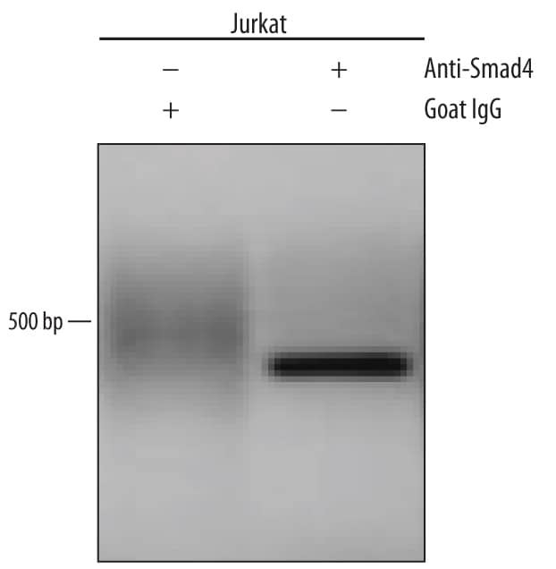 Detection of Smad4-regulated Genes antibody by Chromatin Immunoprecipitation.