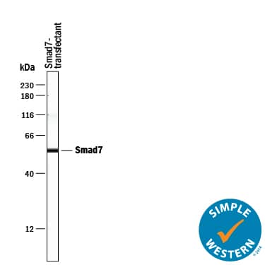Detection of Human Smad7 antibody by Simple WesternTM.
