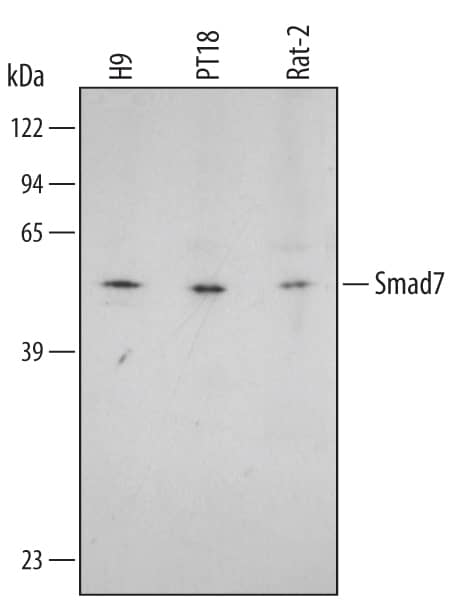 Detection of Human/Mouse/Rat Smad7 antibody by Western Blot.