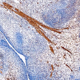 Smad9 antibody in Mouse Embryo by Immunohistochemistry (IHC-Fr).