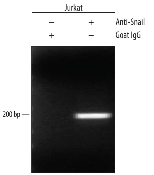 Detection of Snail-regulated Genes antibody by Chromatin Immunoprecipitation.