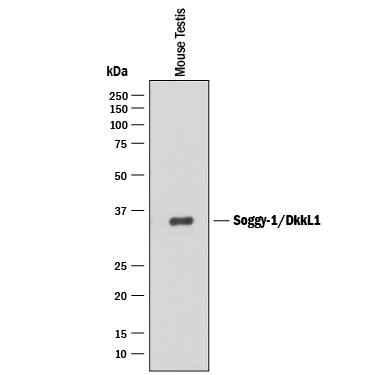 Detection of Mouse Soggy-1/DkkL1 antibody by Western Blot.