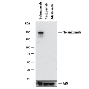 Detection of Solanezumab by Western Blot. Detection of Solanezumab antibody by Western Blot.