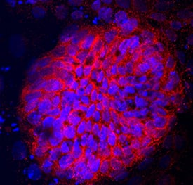 Somatostatin antibody in Human Embryonic Stem Cells by Immunocytochemistry (ICC).