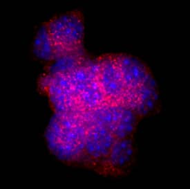 Somatostatin antibody in  betaTC-6 Mouse Cell Line by Immunocytochemistry (ICC).