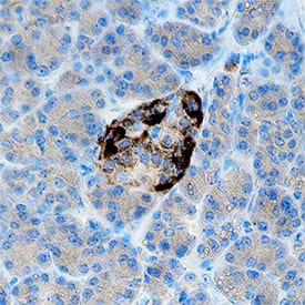 Somatostatin antibody in Human Pancreas by Immunohistochemistry (IHC-P).